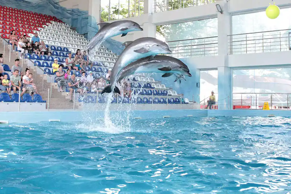 Сайт ярославского дельфинария